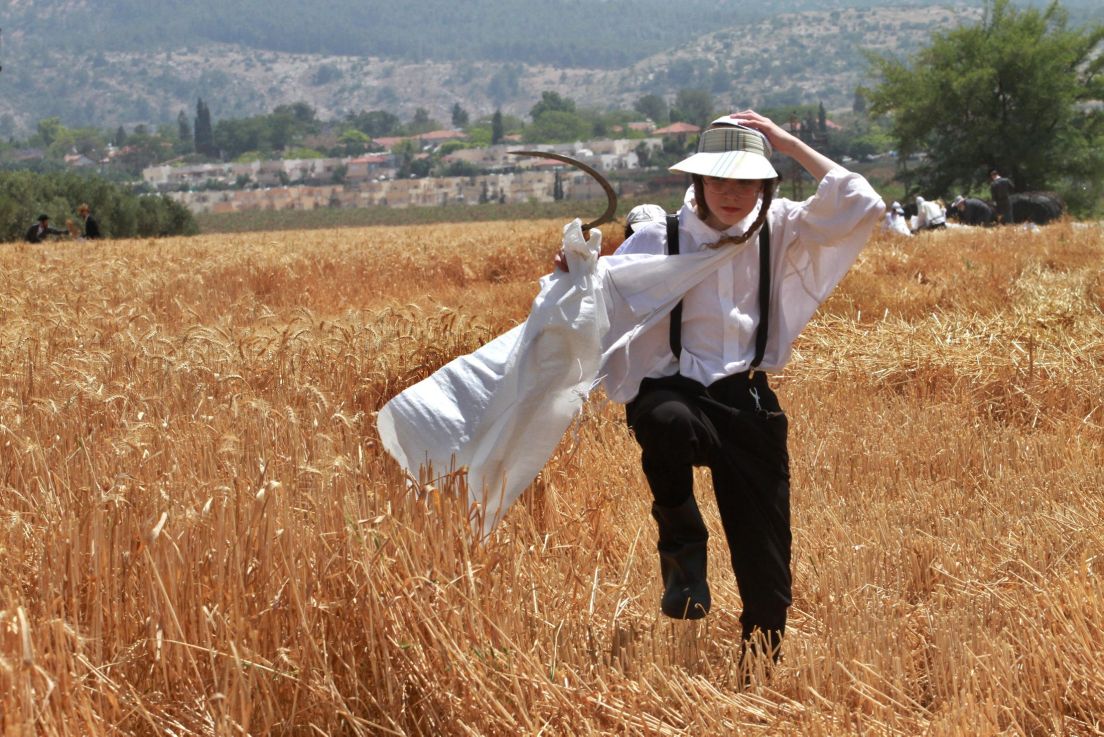 An ultra-Orthodox man harvests wheat for shmura matza; a Gil Cohen Magen photograph. Source: Haaretz 